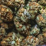 best-cannabis-strains-sold-in-colorado