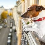 dog-friendly-apartments2